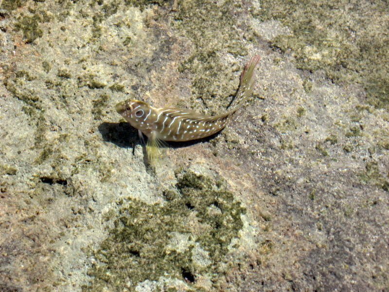 Pesci nelle pozze di marea (Salaria pavo)
